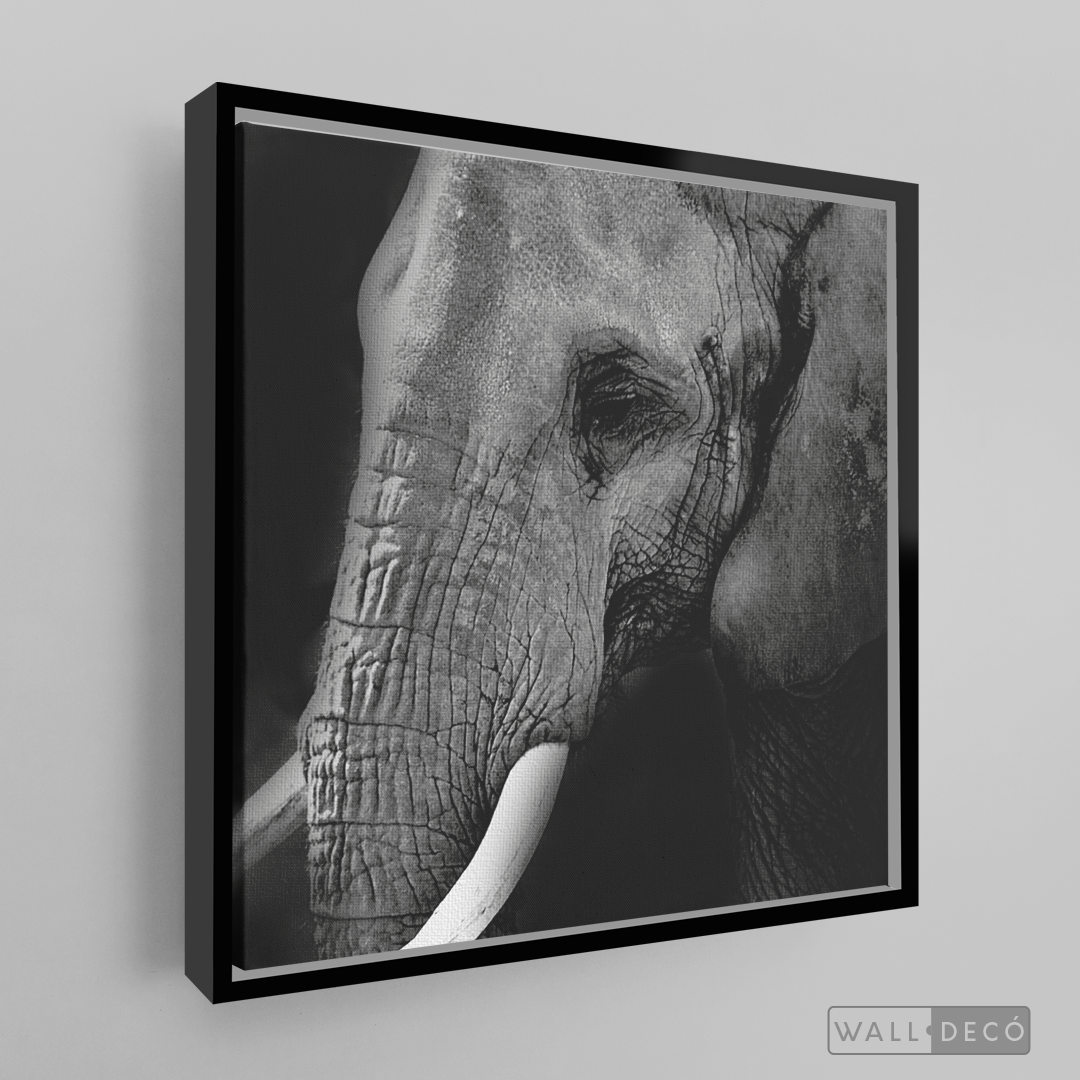 Cuadro Animales Elefante B/N