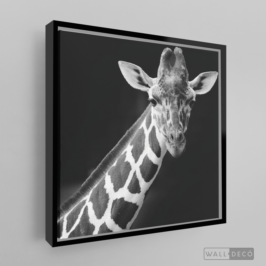 Cuadro Animales Jirafa B/N