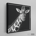 Cuadro Animales Jirafa B/N
