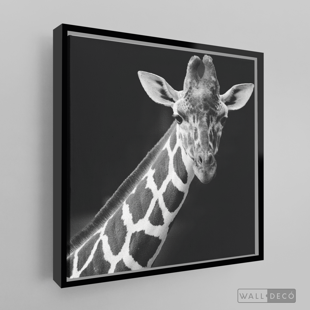 Cuadro Animales Jirafa B/N