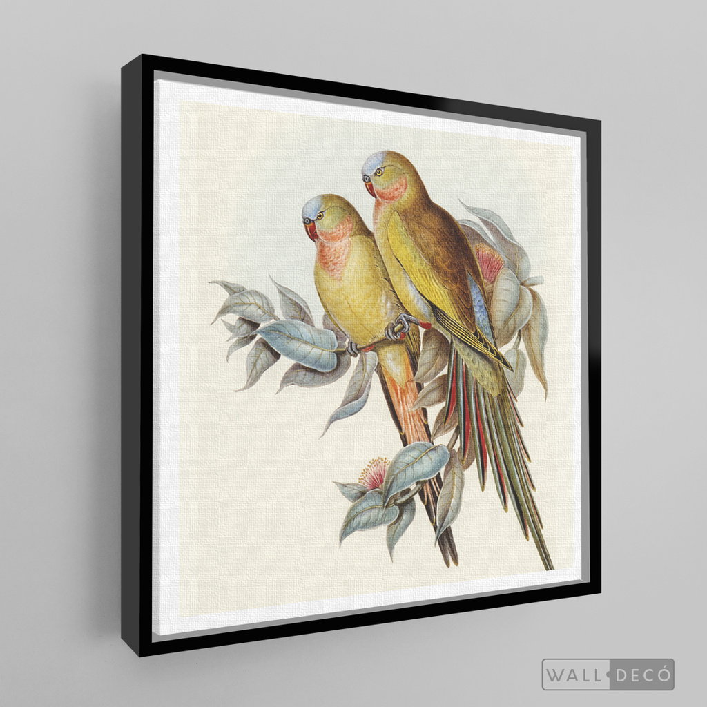 Cuadro Aves Perico Australiano