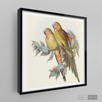 Cuadro Aves Perico Australiano