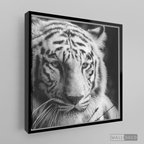 Cuadro Animales Tigre Blanco B/N