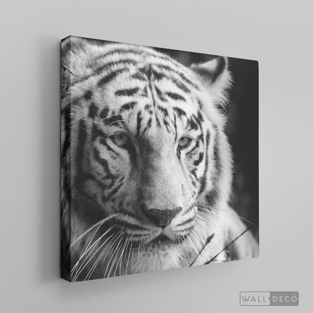 Cuadro Animales Tigre Blanco B/N