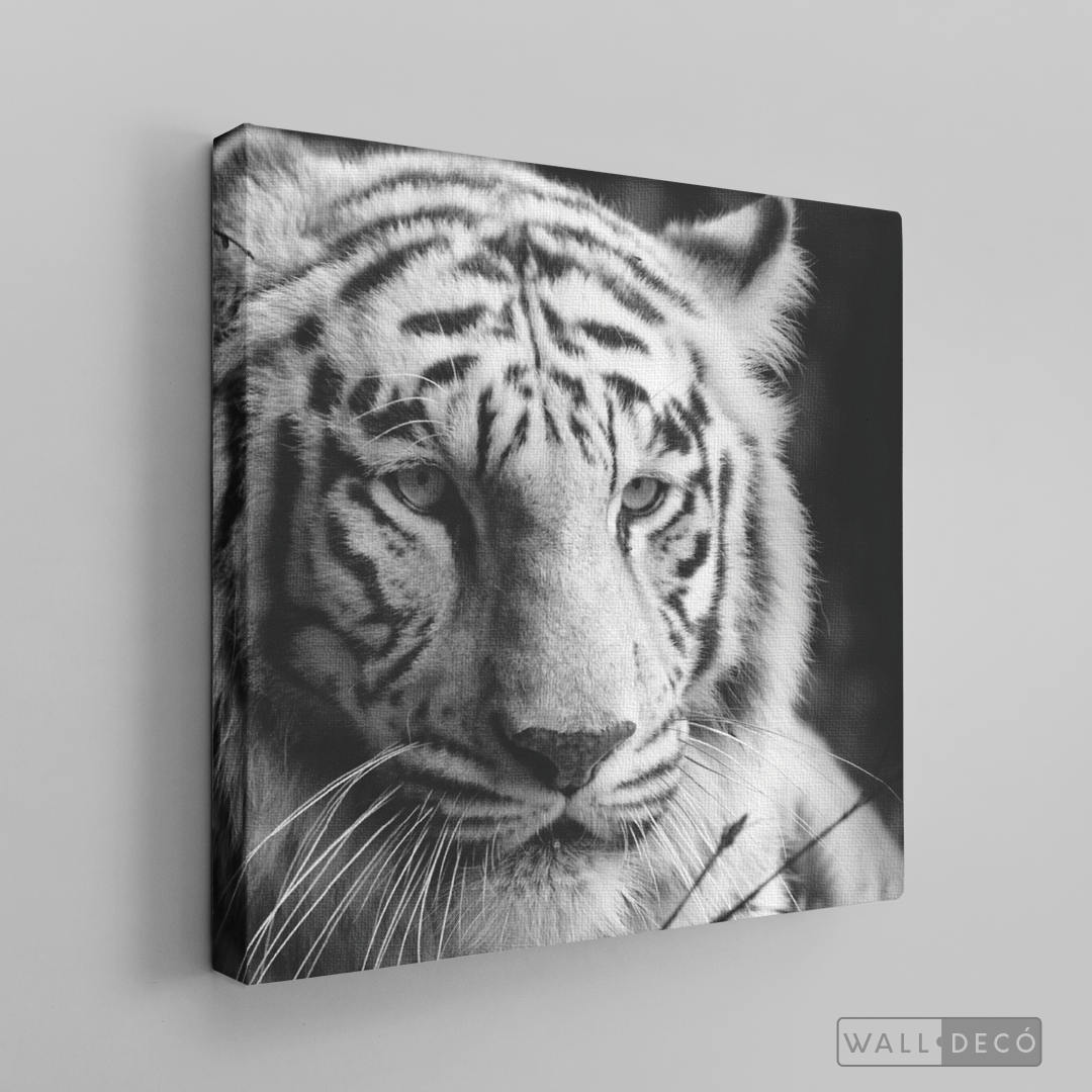 Cuadro Animales Tigre Blanco B/N