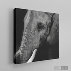 Cuadro Animales Elefante B/N