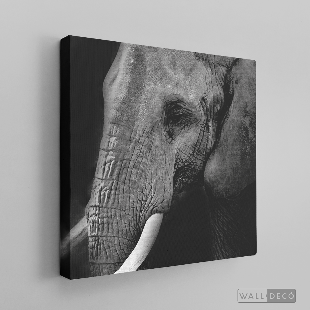 Cuadro Animales Elefante B/N
