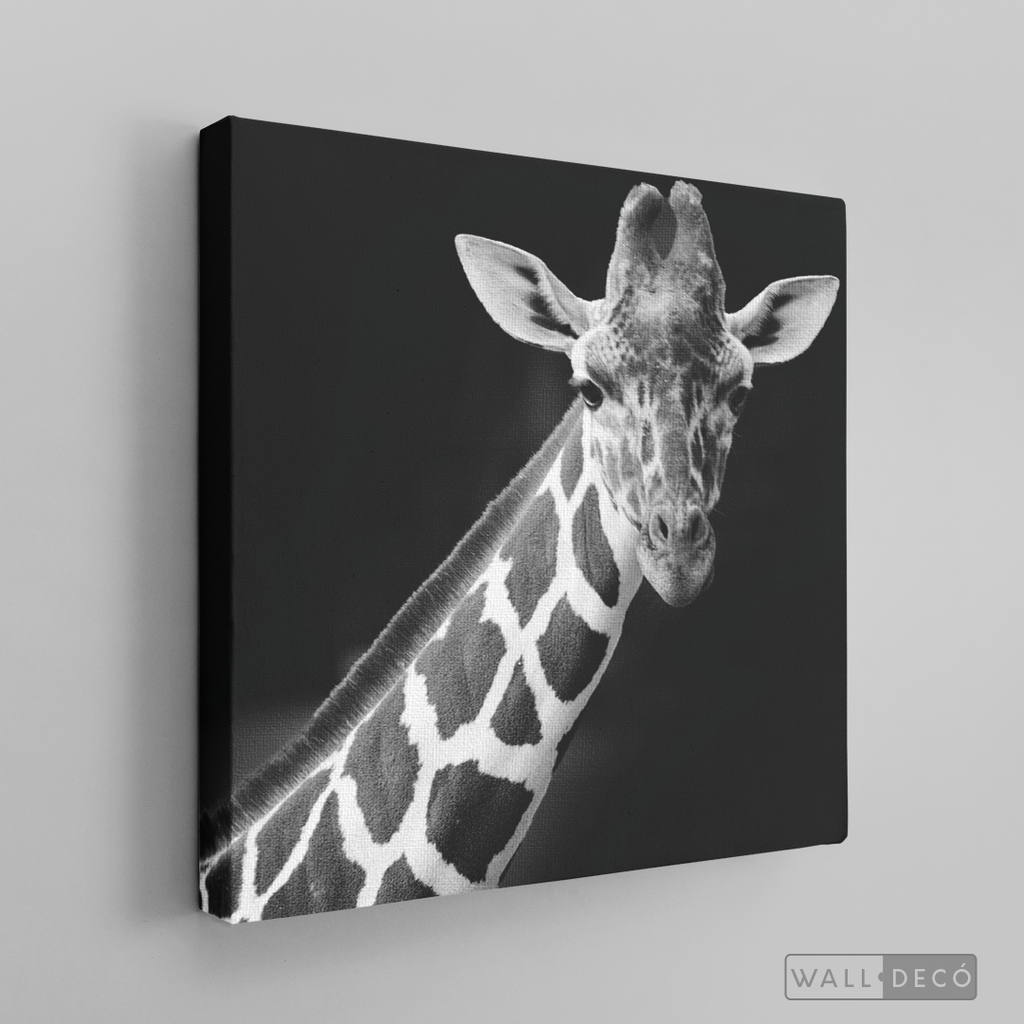 Cuadro Animales Jirafa B/N