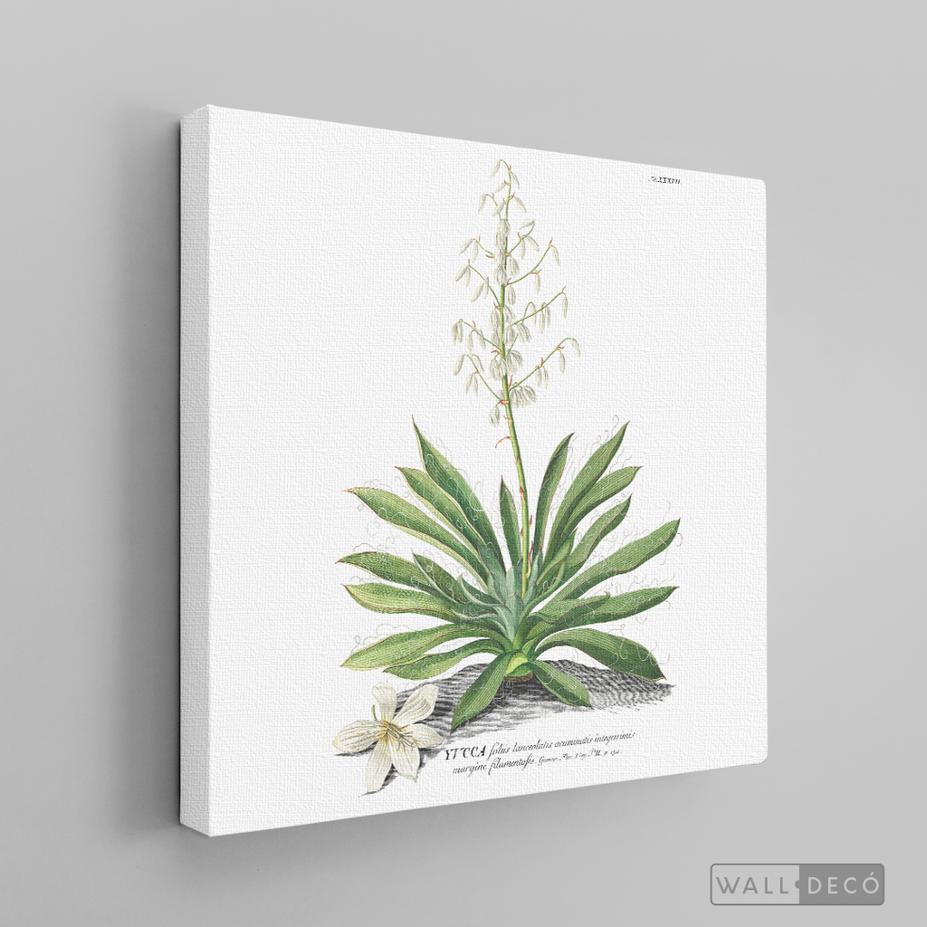 Cuadro Botánico Yucca