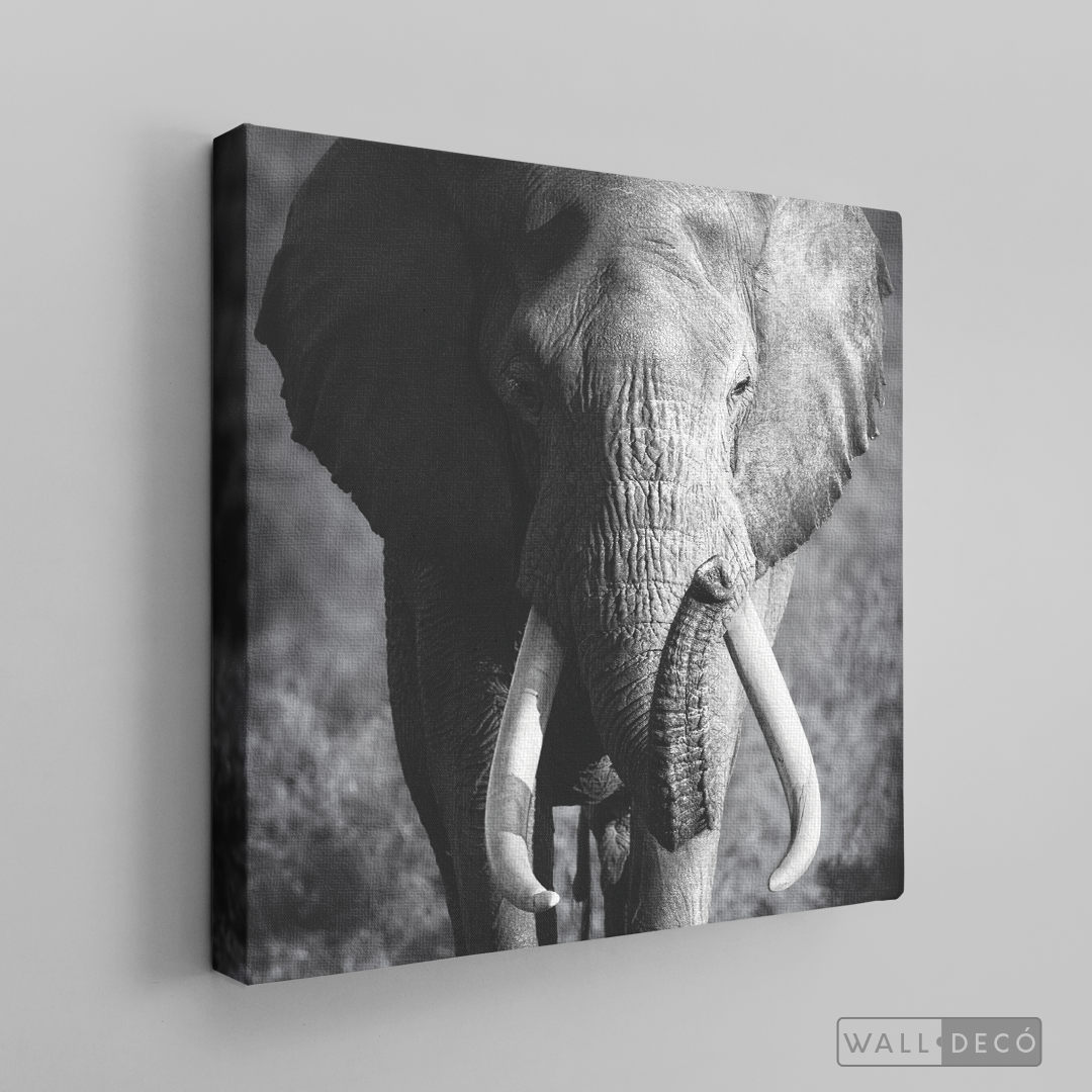 Cuadro Animales Elefante Real B/N