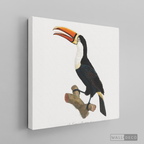 Cuadro Aves Tucan Colombiano 1