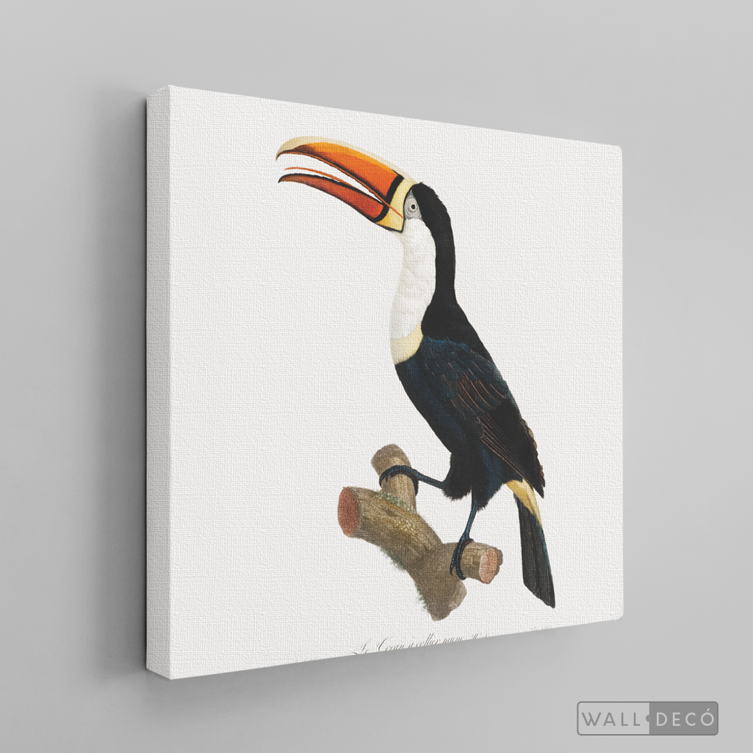 Cuadro Aves Tucan Colombiano 1