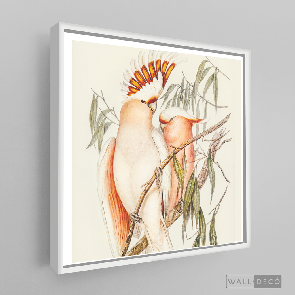Cuadro Aves Cacatua Australiana