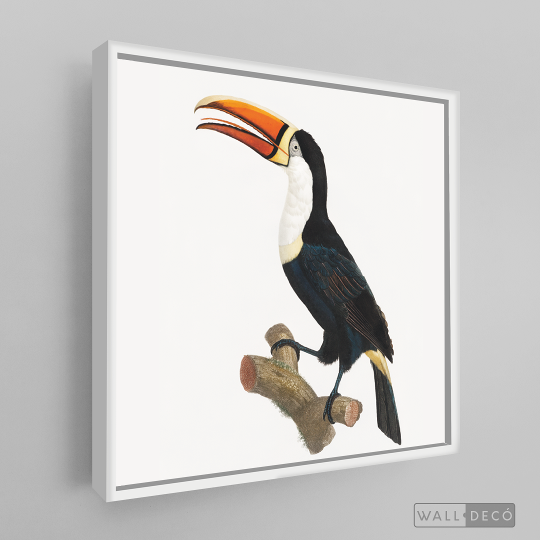 Cuadro Aves Tucan Colombiano 1