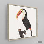 Cuadro Aves Tucan Colombiano 2
