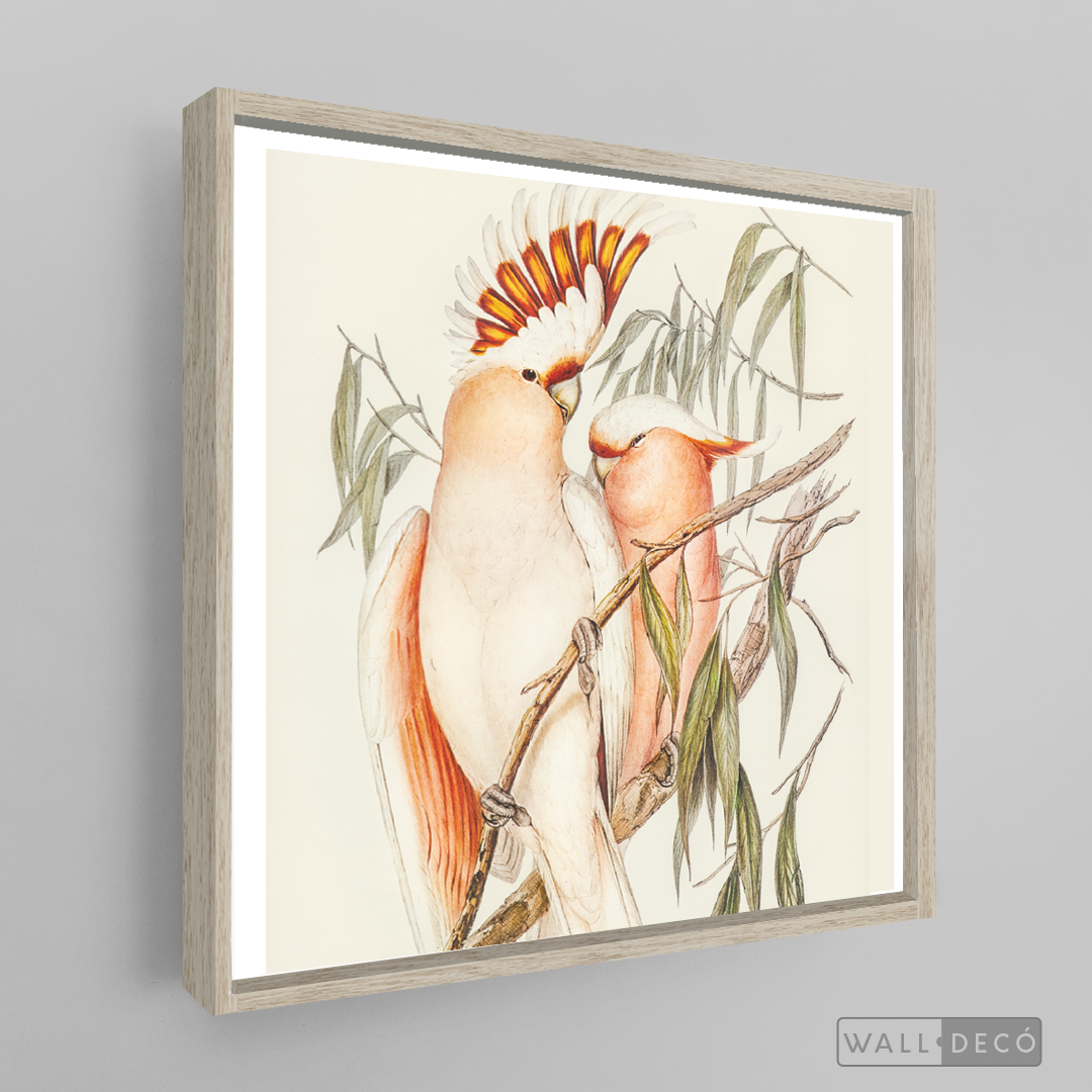Cuadro Aves Cacatua Australiana