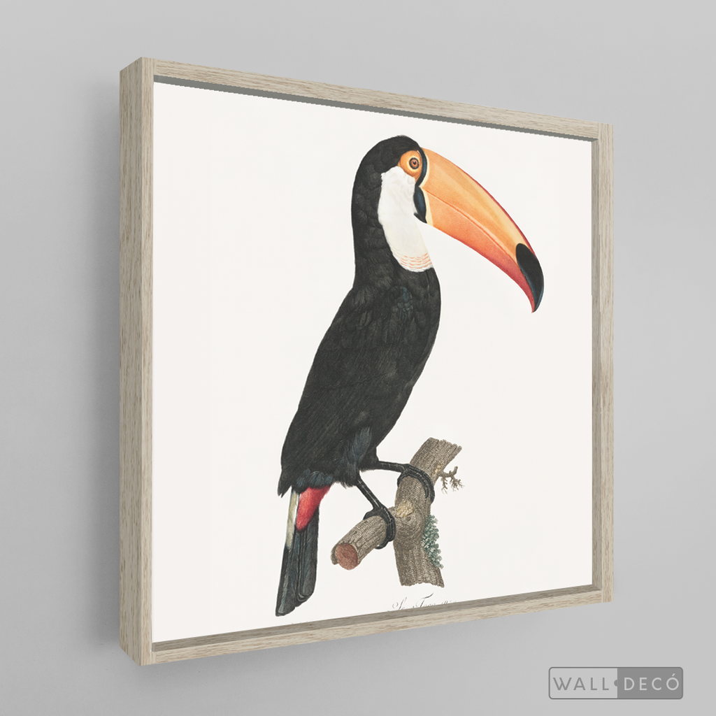 Cuadro Aves Tucan Colombiano 3