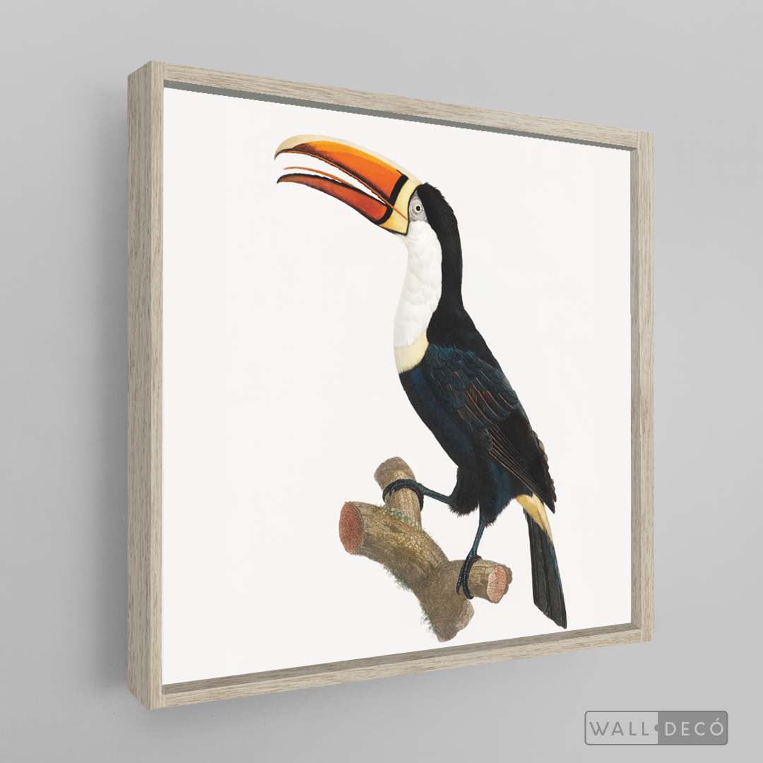 Cuadro Aves Tucan Colombiano 1
