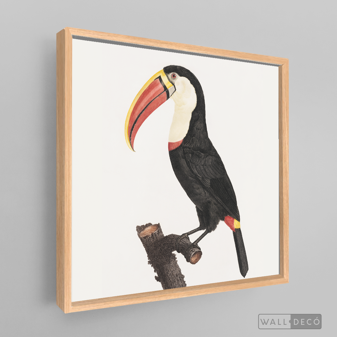 Cuadro Aves Tucan Colombiano 2