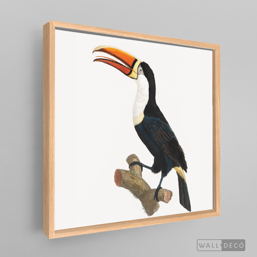 Cuadro Aves Tucan Colombiano 1