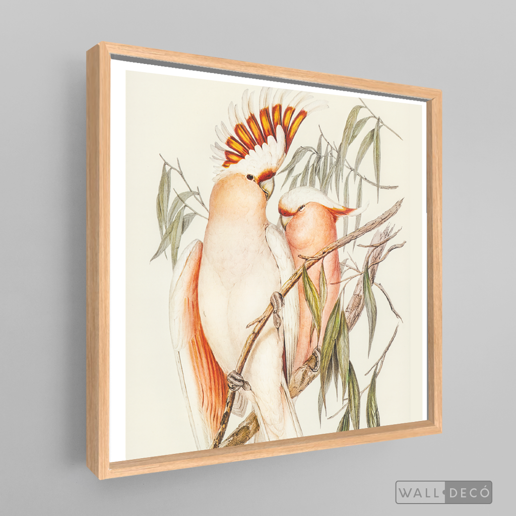 Cuadro Aves Cacatua Australiana