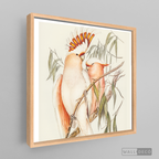 Cuadro Aves Cacatua Australiana