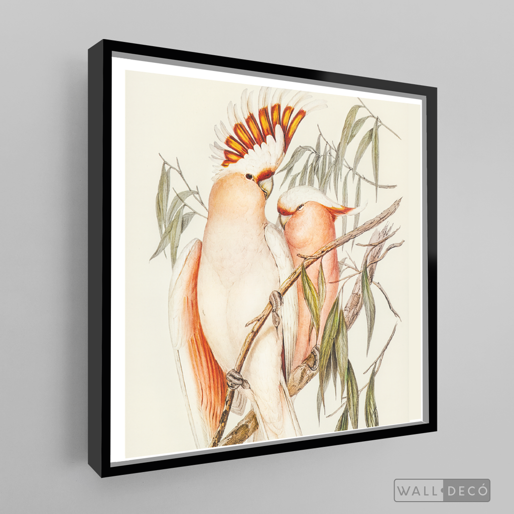 Cuadro Aves Cacatua Australiana