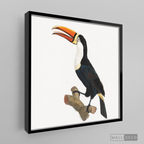 Cuadro Aves Tucan Colombiano 1