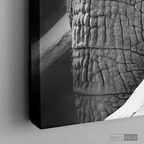 Cuadro Animales Elefante B/N