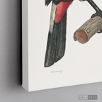 Cuadro Aves Tucan Colombiano 3