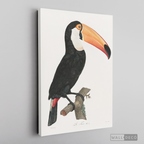 Cuadro Aves Tucan Colombiano 3