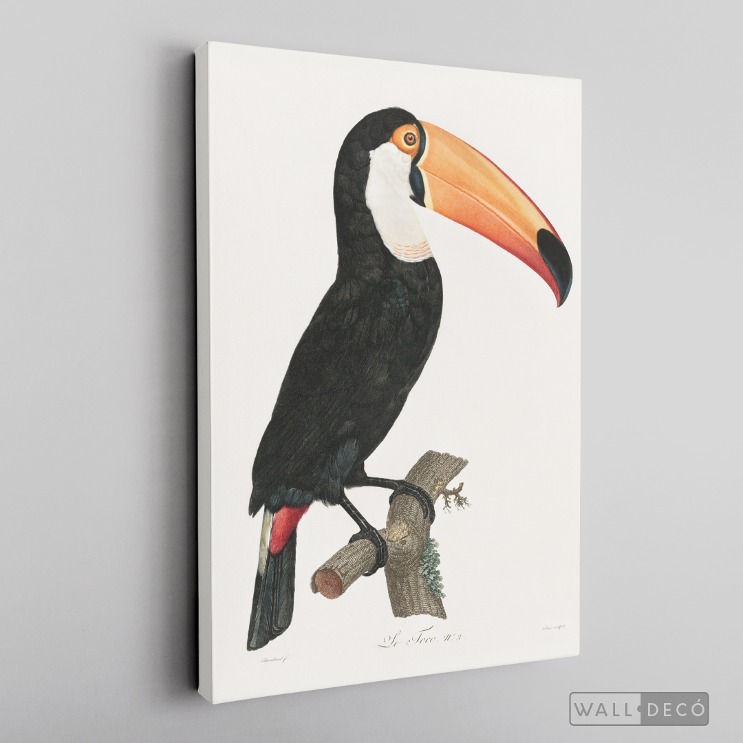 Cuadro Aves Tucan Colombiano 3