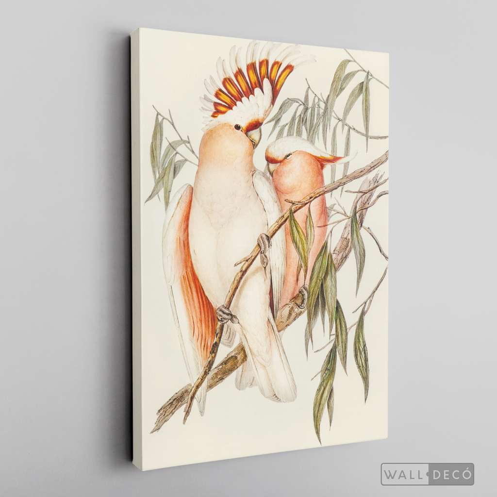 Cuadro Aves Cacatua Australiana