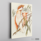 Cuadro Aves Cacatua Australiana