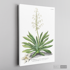 Cuadro Botánico Yucca