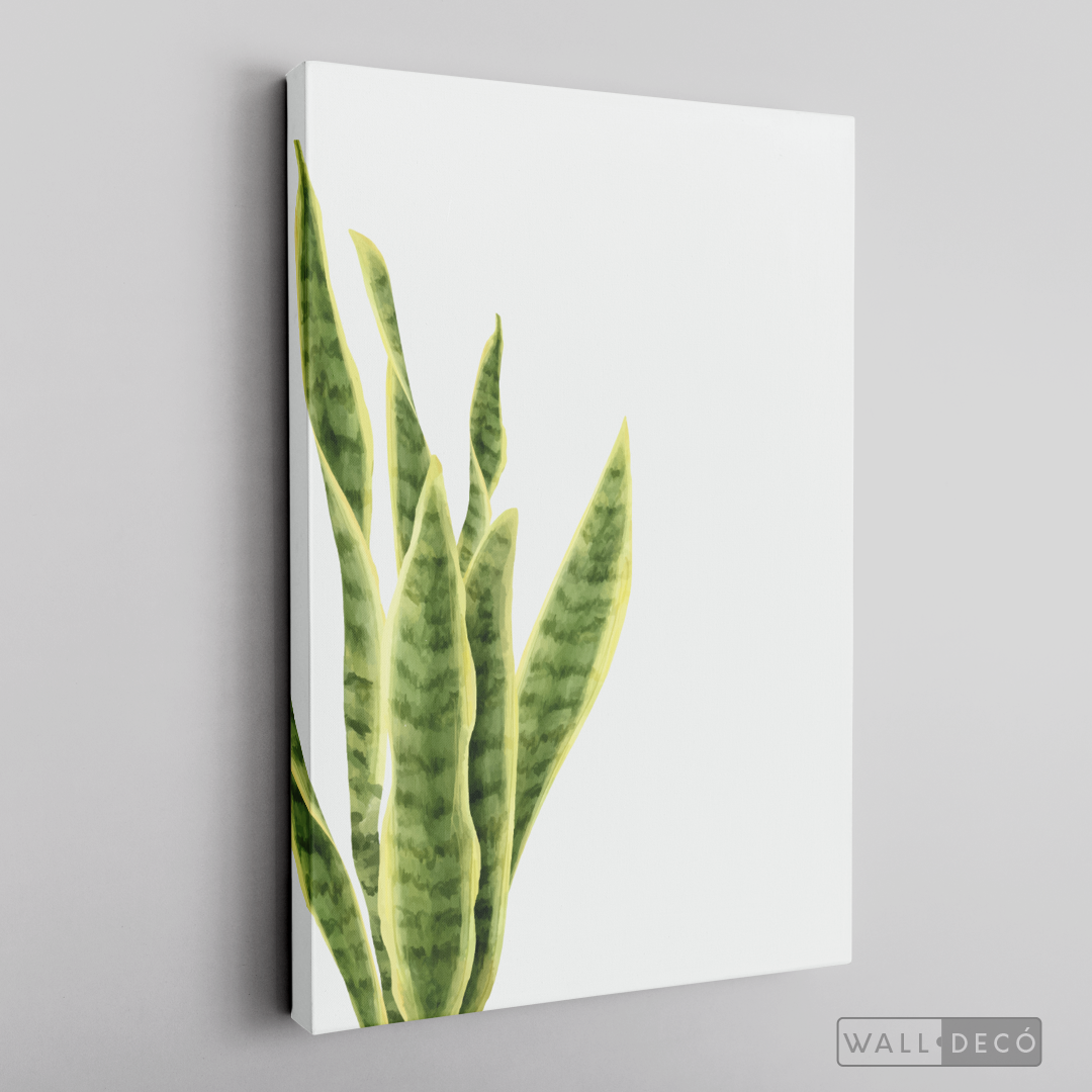 Cuadro Botánico SANSEVIERA - WalldecóStore