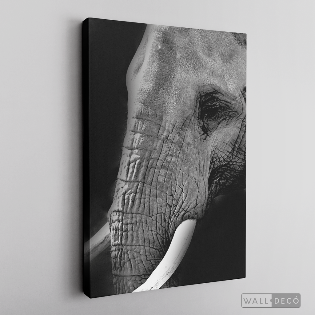 Cuadro Animales Elefante B/N