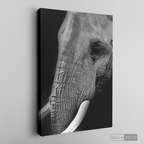 Cuadro Animales Elefante B/N