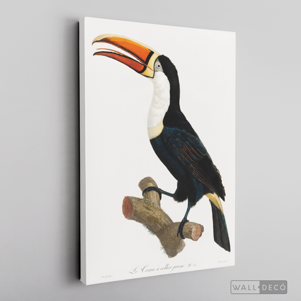 Cuadro Aves Tucan Colombiano 1