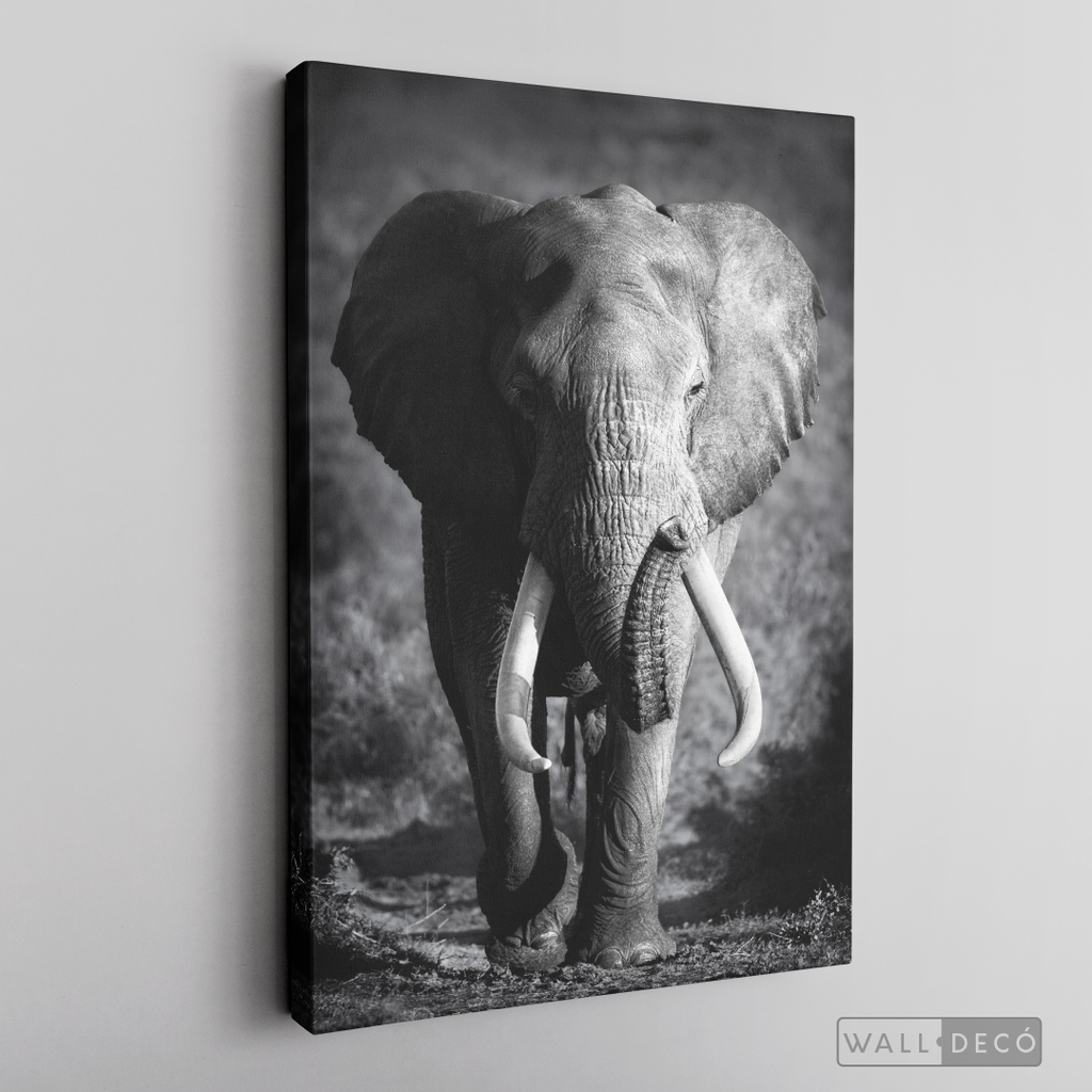 Cuadro Animales Elefante Real B/N