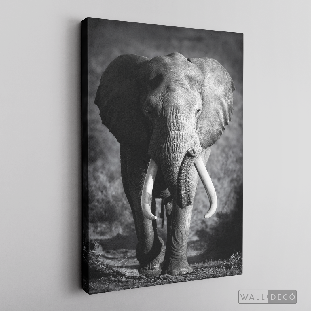 Cuadro Animales Elefante Real B/N