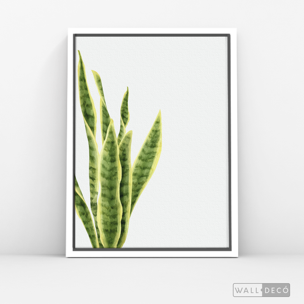 Cuadro Botánico SANSEVIERA - WalldecóStore