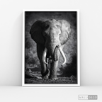 Cuadro Animales Elefante Real B/N