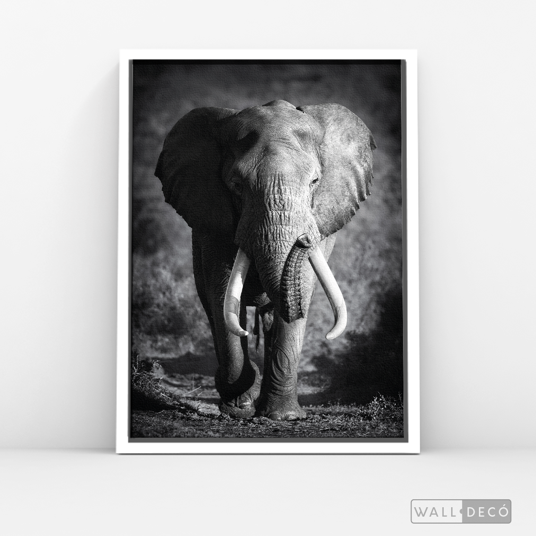 Cuadro Animales Elefante Real B/N
