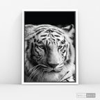 Cuadro Animales Tigre Blanco B/N