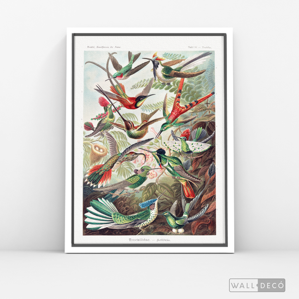 Cuadro Aves Colibríes