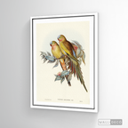Cuadro Aves Perico Australiano