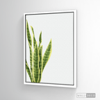 Cuadro Botánico SANSEVIERA - WalldecóStore
