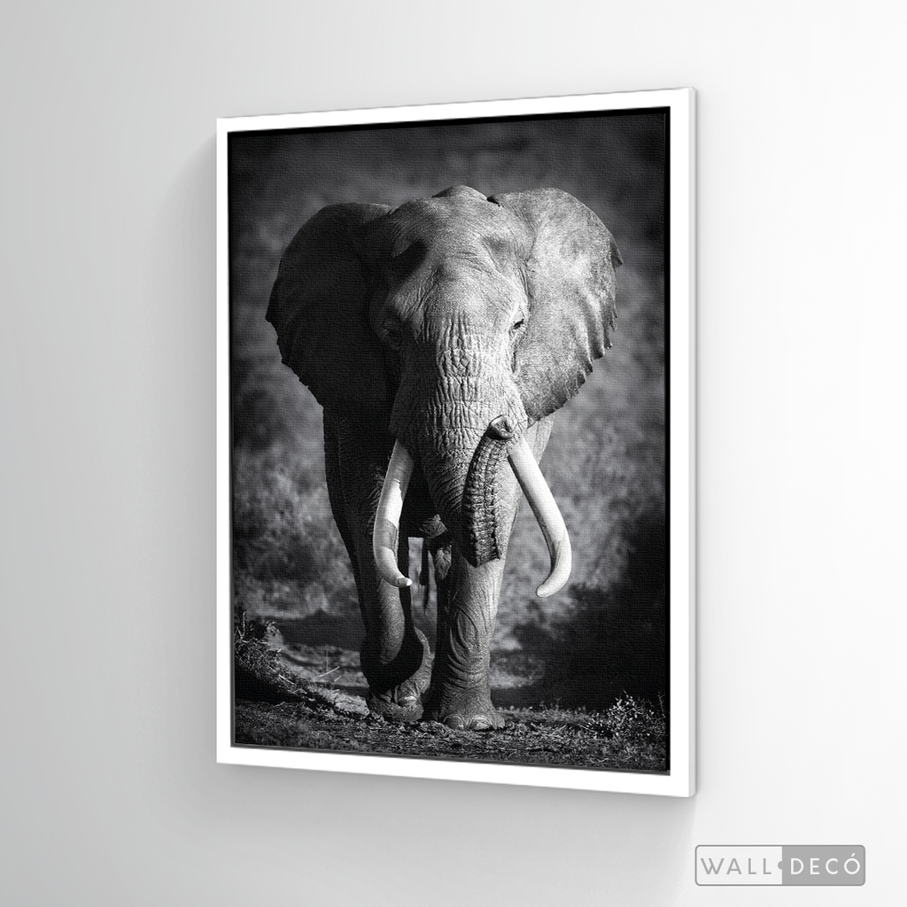 Cuadro Animales Elefante Real B/N