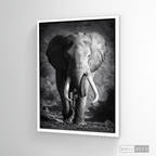 Cuadro Animales Elefante Real B/N
